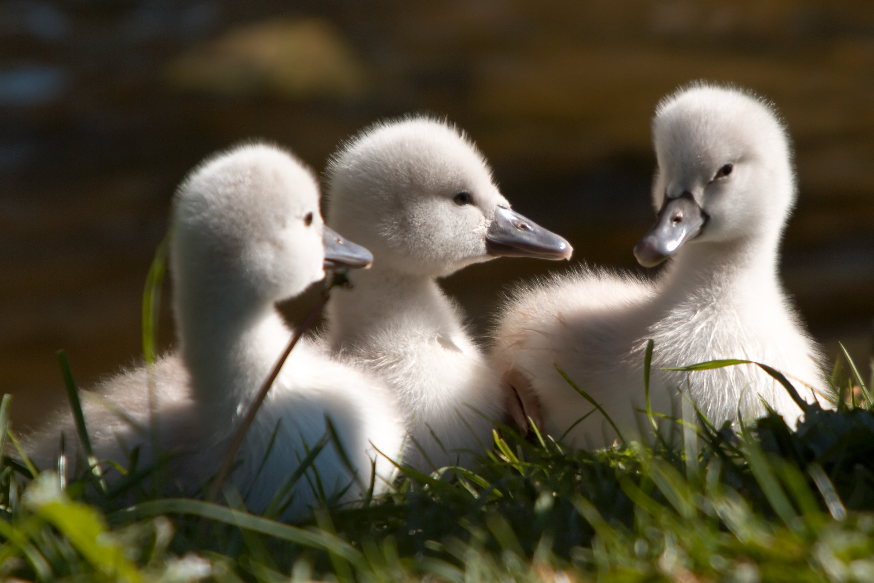 3 baby swans